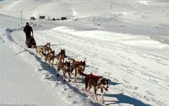chien de traineau avec Husky du Vercors